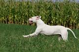 DOGUE ARGENTIN 345